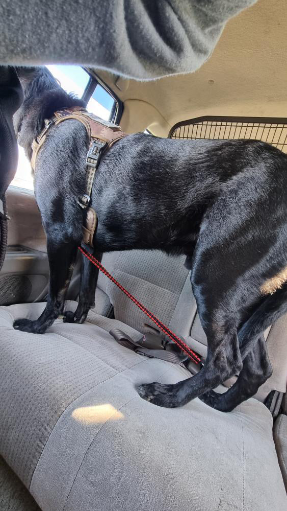 Dog seat belt