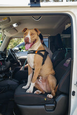 Dog seat belt