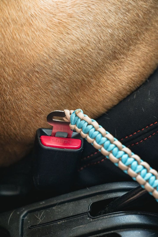 Dog seat belt
