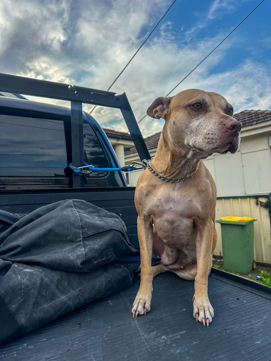 Dog Tray Lead